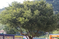 나무 : 느티나무